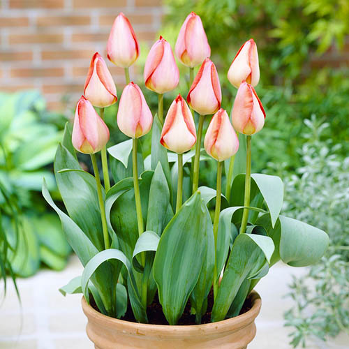 Tulip Big Chief - for Sale Tulip Big Chief