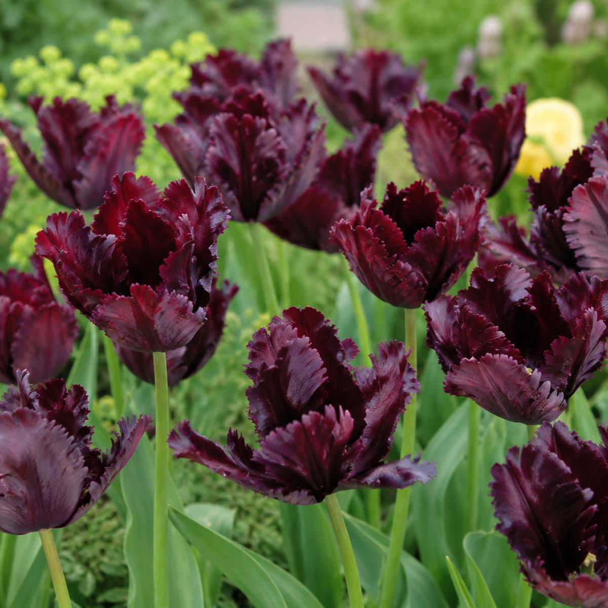Tulip Black Parrot - for Sale Tulip Black Parrot