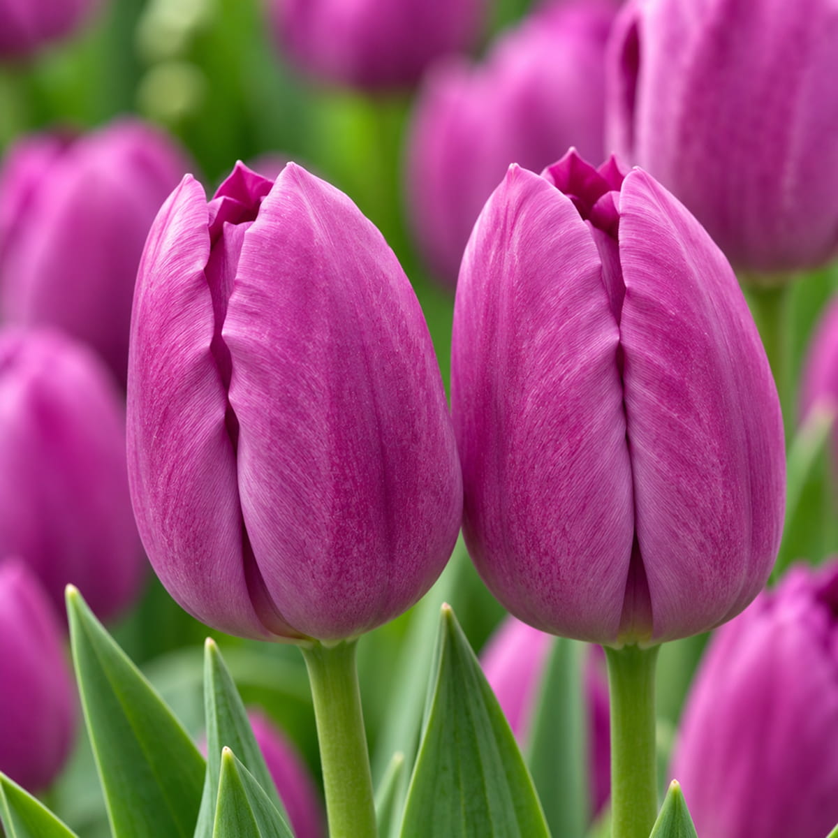 Tulipan Blue Beauty - for Sale Tulipan Blue Beauty