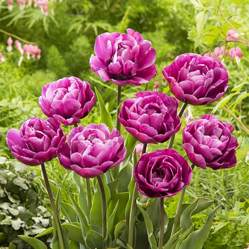 Tulipany Blue Diamond - for Sale Tulipany Blue Diamond