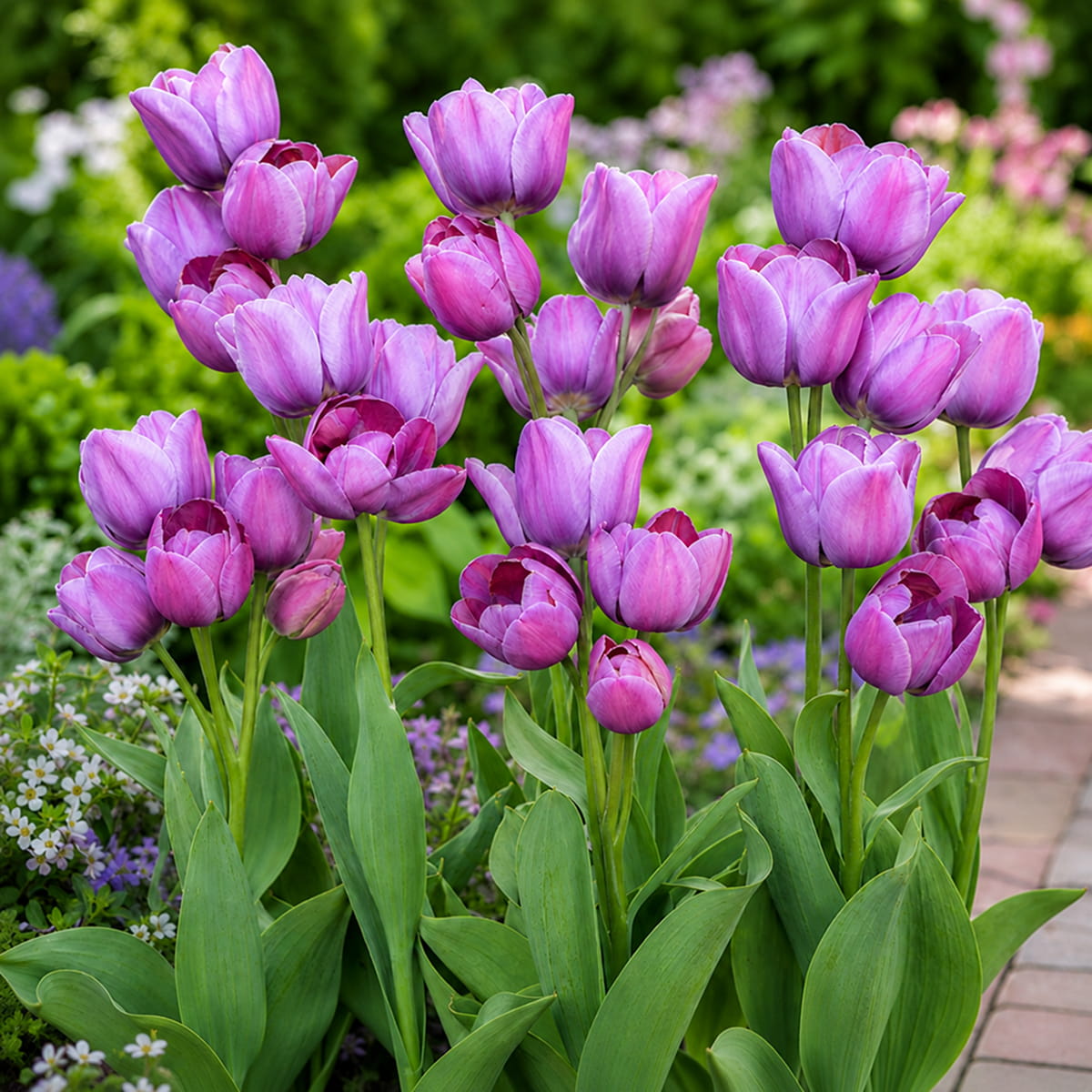 Tulpen Blue Heaven - for Sale Tulpen Blue Heaven