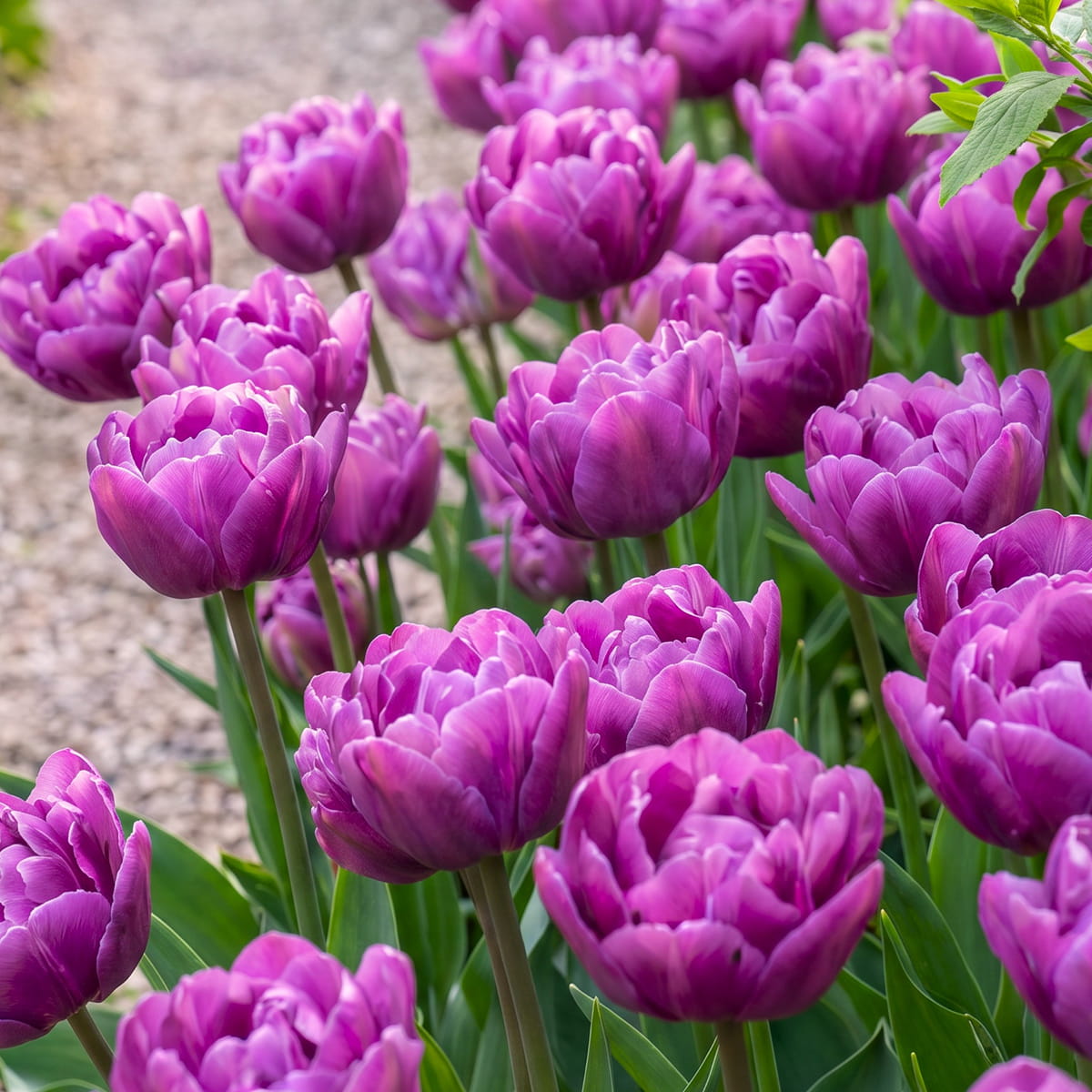 Tulip Blue Spectacle - for Sale Tulip Blue Spectacle