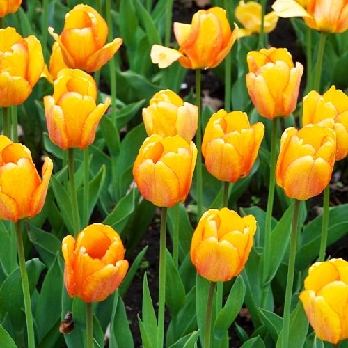 Tulp Blushing Apeldoorn - for Sale Tulp Blushing Apeldoorn