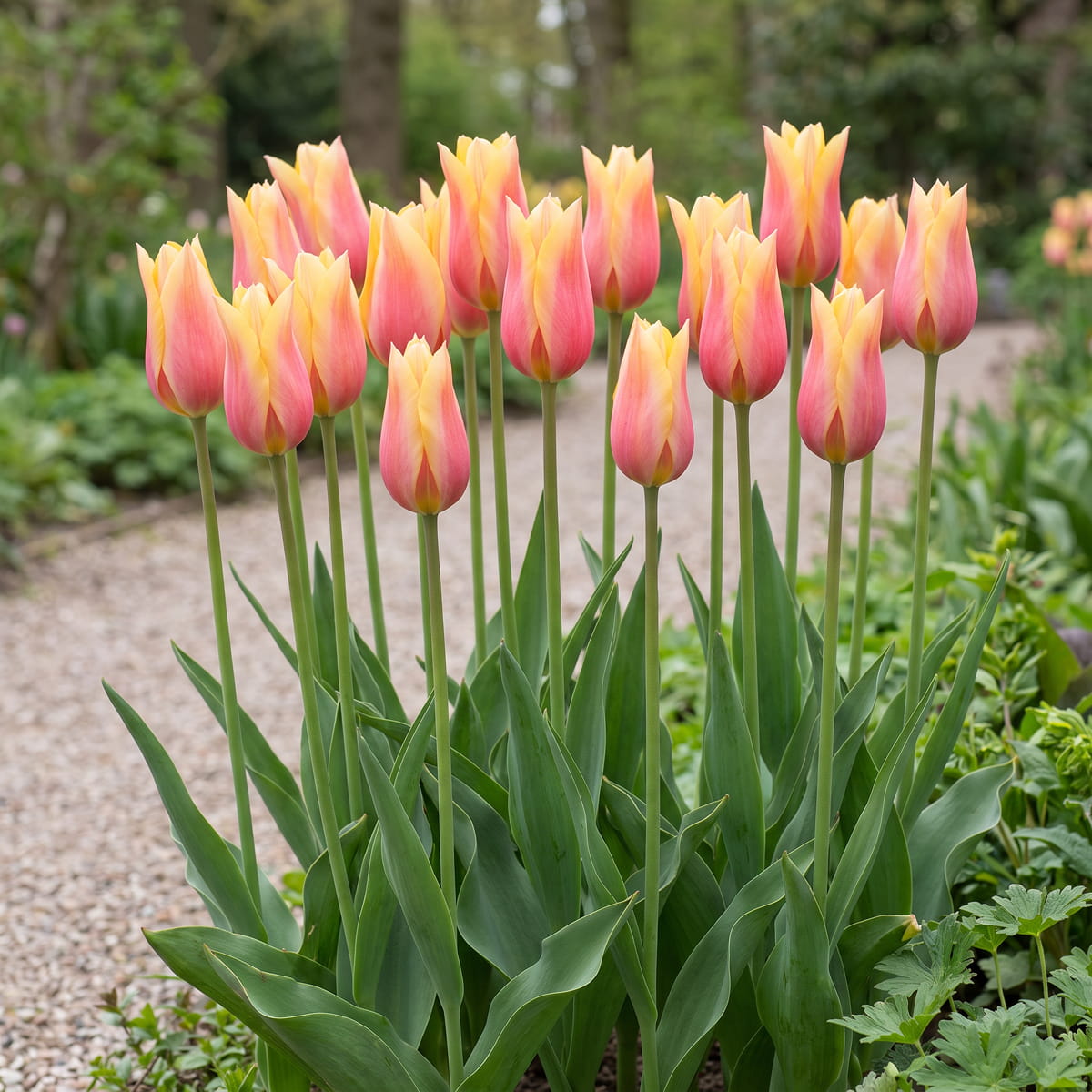 Tulipan Blushing Lady - for Sale Tulipan Blushing Lady