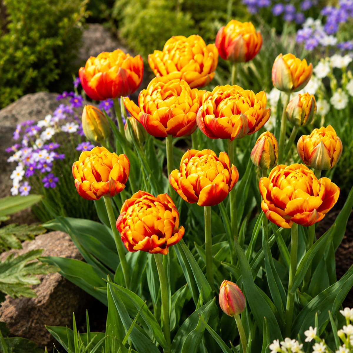 Tulpen Bonanza - for Sale Tulpen Bonanza