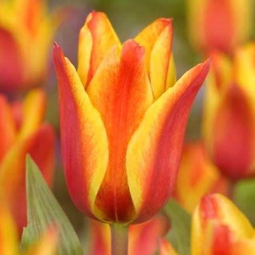 Tulip Border Queen - for Sale Tulip Border Queen
