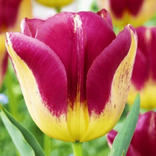 Tulip Boston - for Sale Tulip Boston