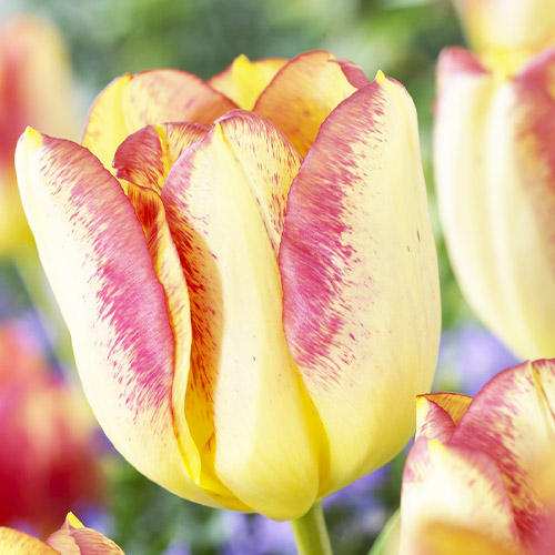 Tulip Boston - for Sale Tulip Boston
