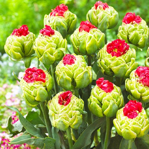 Tulip Bulls Eye - for Sale Tulip Bulls Eye
