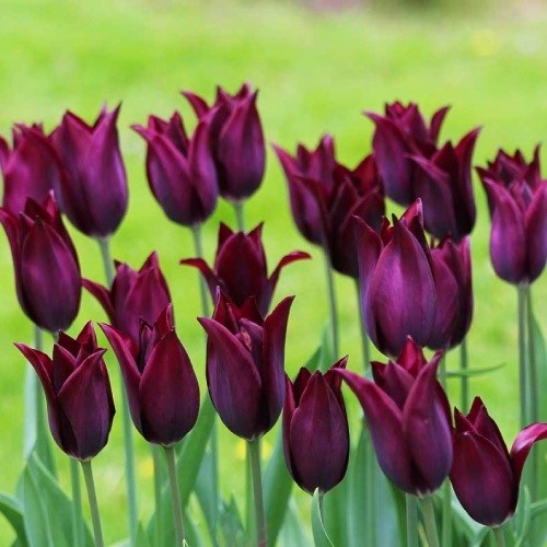 Tulip Burgundy - for Sale Tulip Burgundy
