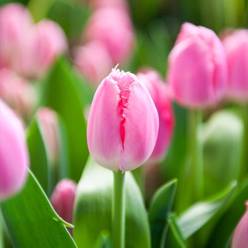 Tulip Cacharel - for Sale Tulip Cacharel