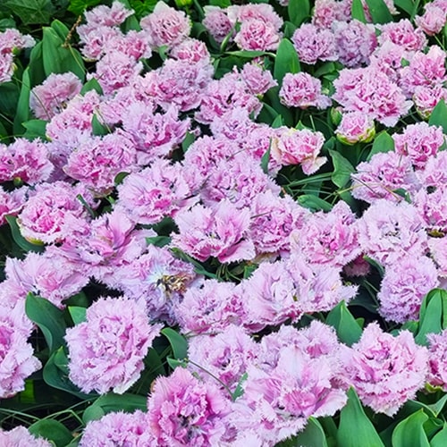 Tulipany Cairns - for Sale Tulipany Cairns