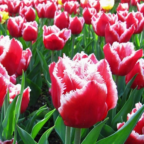 Tulip Canasta - for Sale Tulip Canasta