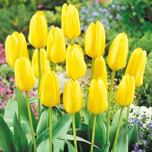 Tulip Candela - for Sale Tulip Candela