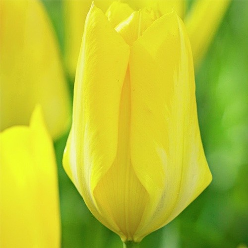 Tulip Candela - for Sale Tulip Candela