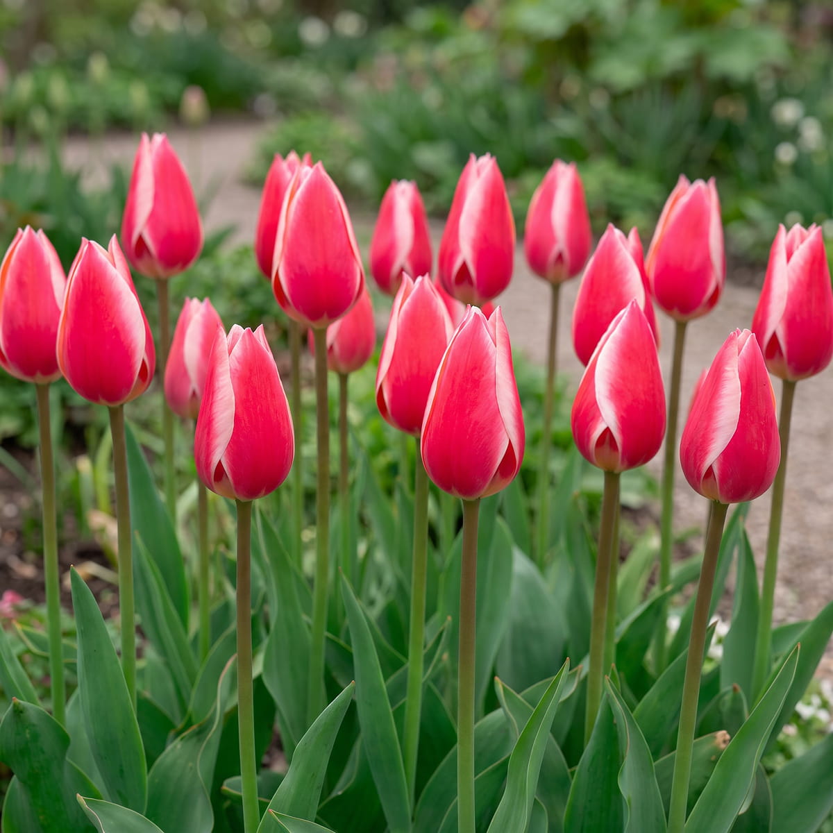 Tulipano Candy Apple Delight - for Sale Tulipano Candy Apple Delight
