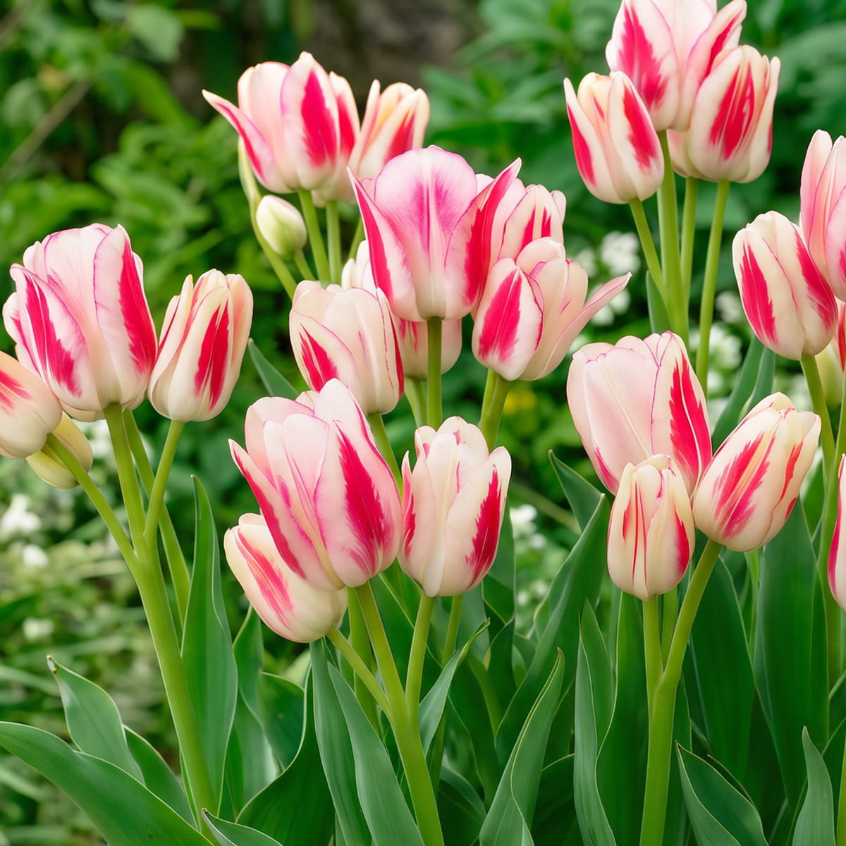 Tulipan Candy Club - for Sale Tulipan Candy Club