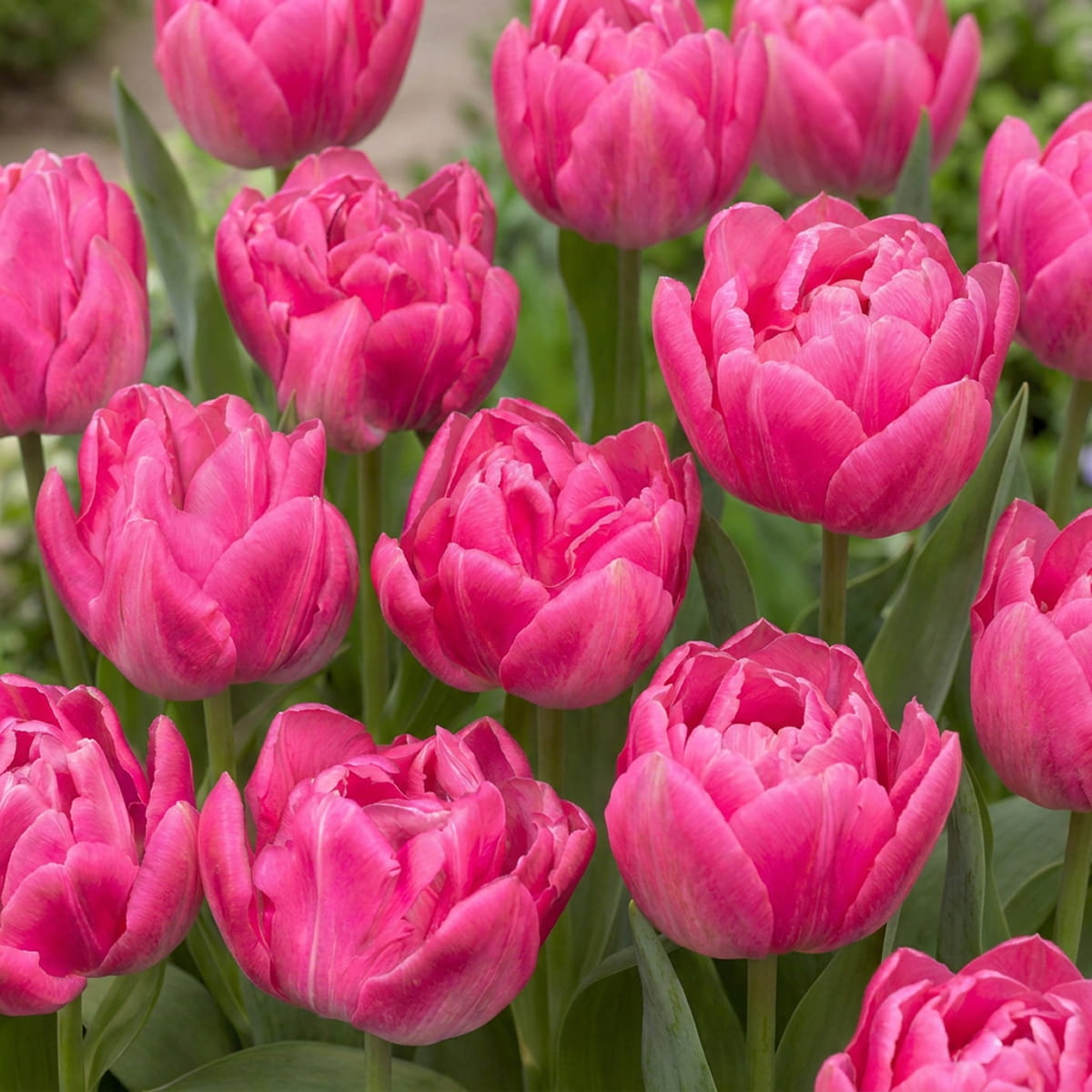 Tulip Candy Time - for Sale Tulip Candy Time