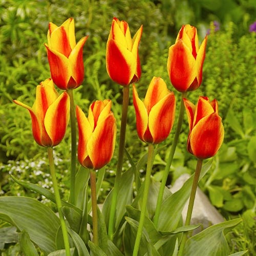 Tulip Cape Cod - for Sale Tulip Cape Cod