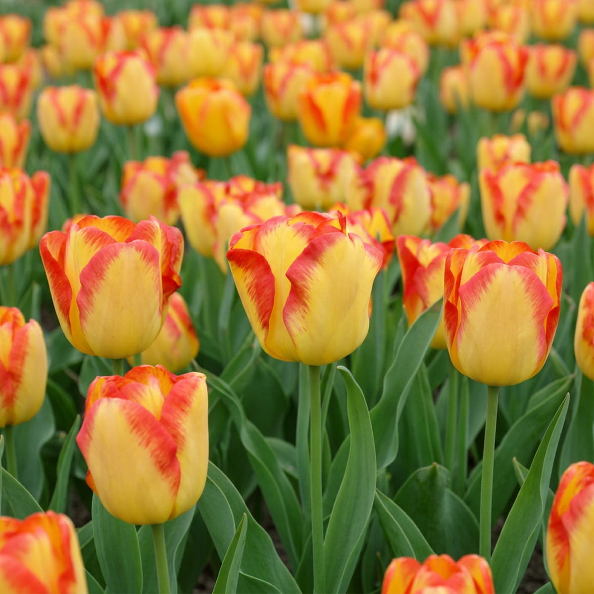 Tulipe Cape Town - for Sale Tulipe Cape Town