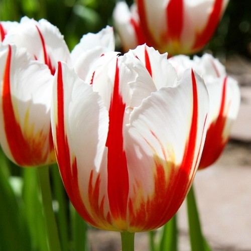 Tulip Carnival de Rio - for Sale Tulip Carnival de Rio