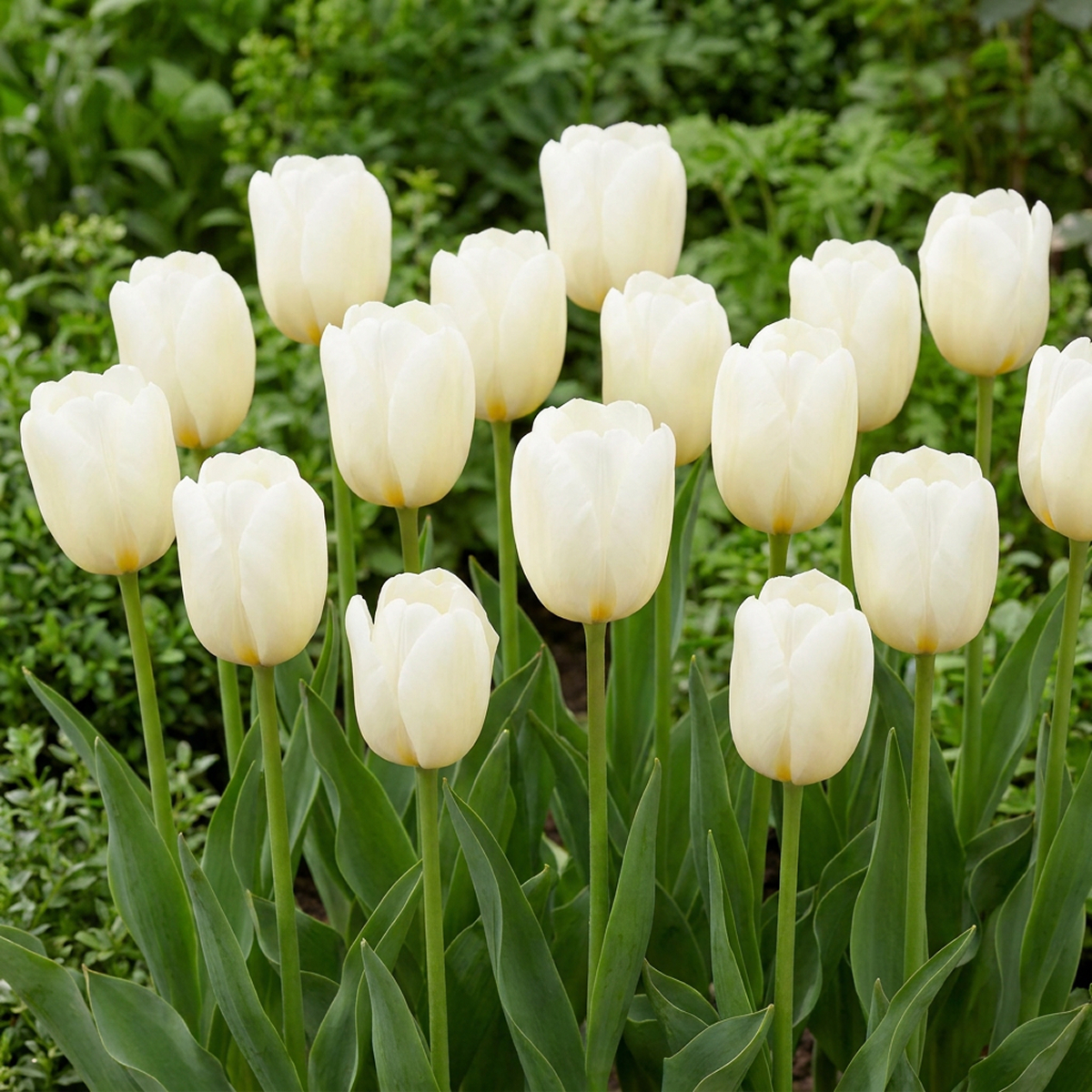 Tulip Catherina - for Sale Tulip Catherina
