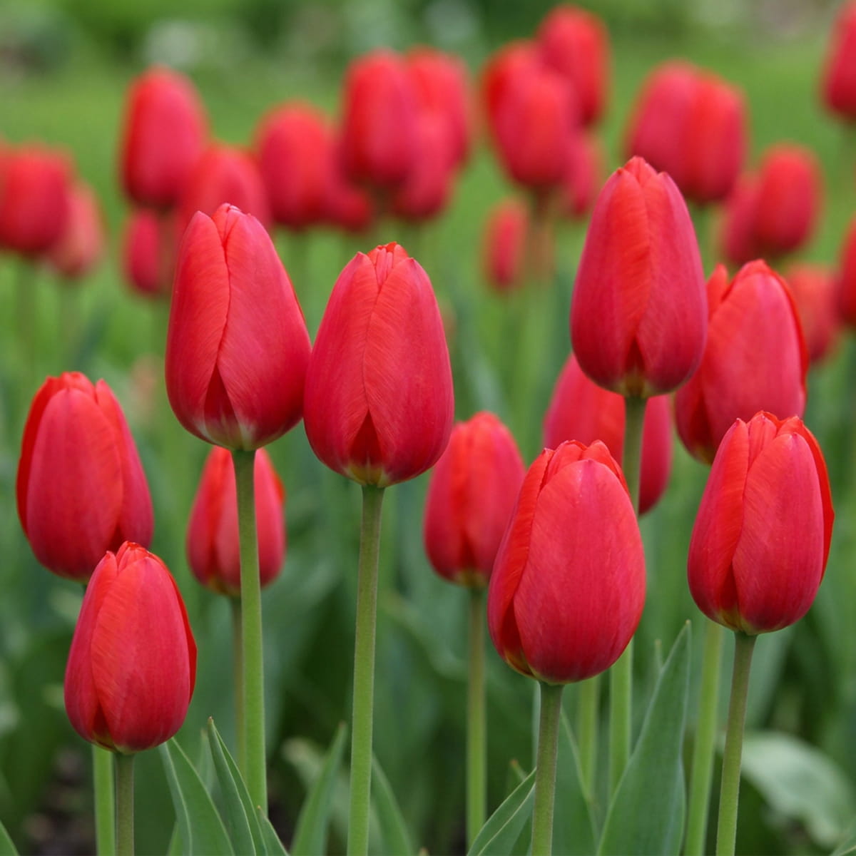 Tulipe Cherry Delight - for Sale Tulipe Cherry Delight