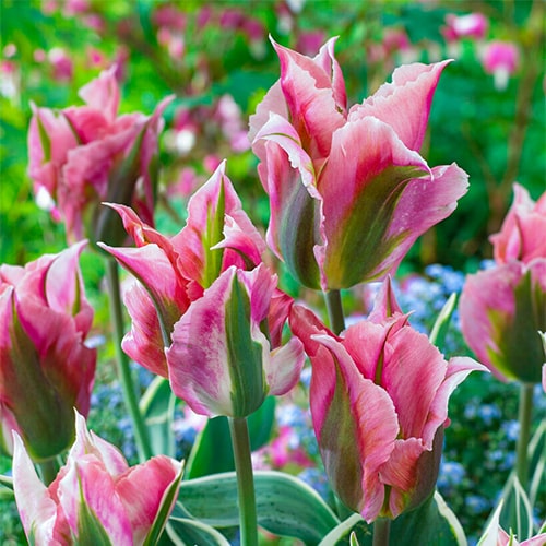 Tulip China Town - for Sale Tulip China Town