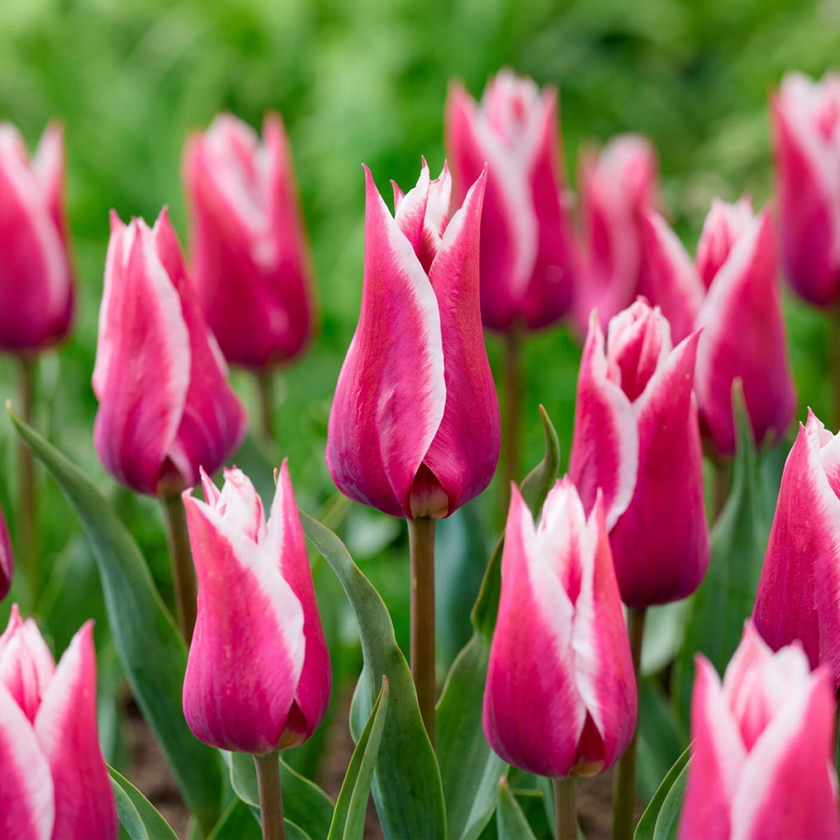 Tulip Claudia - for Sale Tulip Claudia