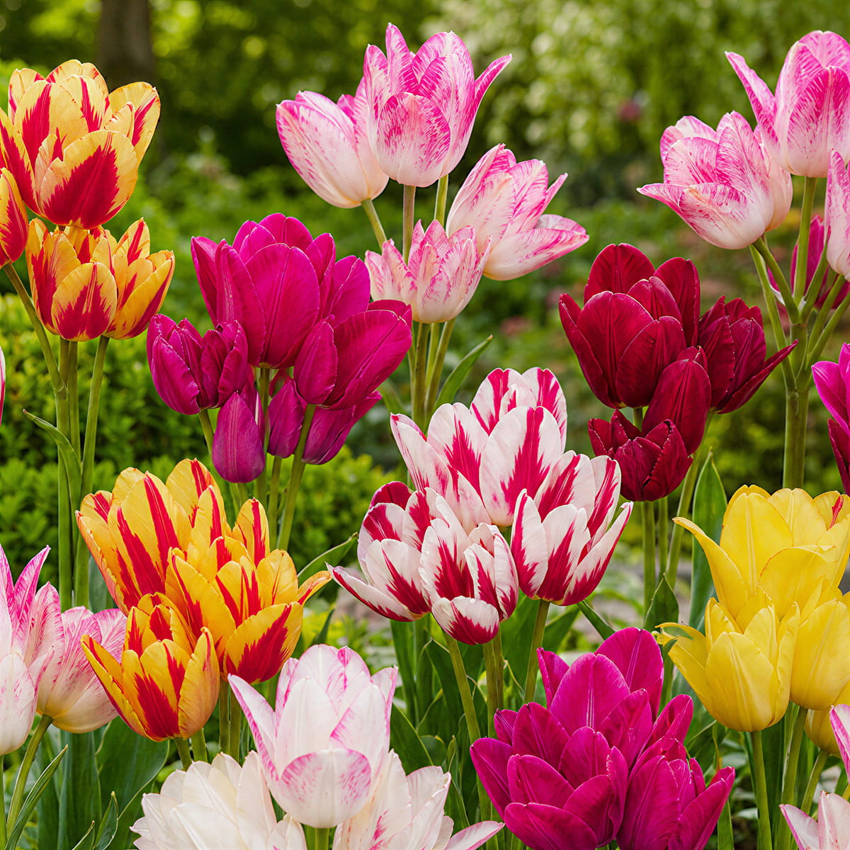 Tulpen Club Kollektion - for Sale Tulpen Club Kollektion