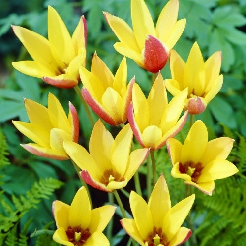 Tulip Clusiana Cynthia