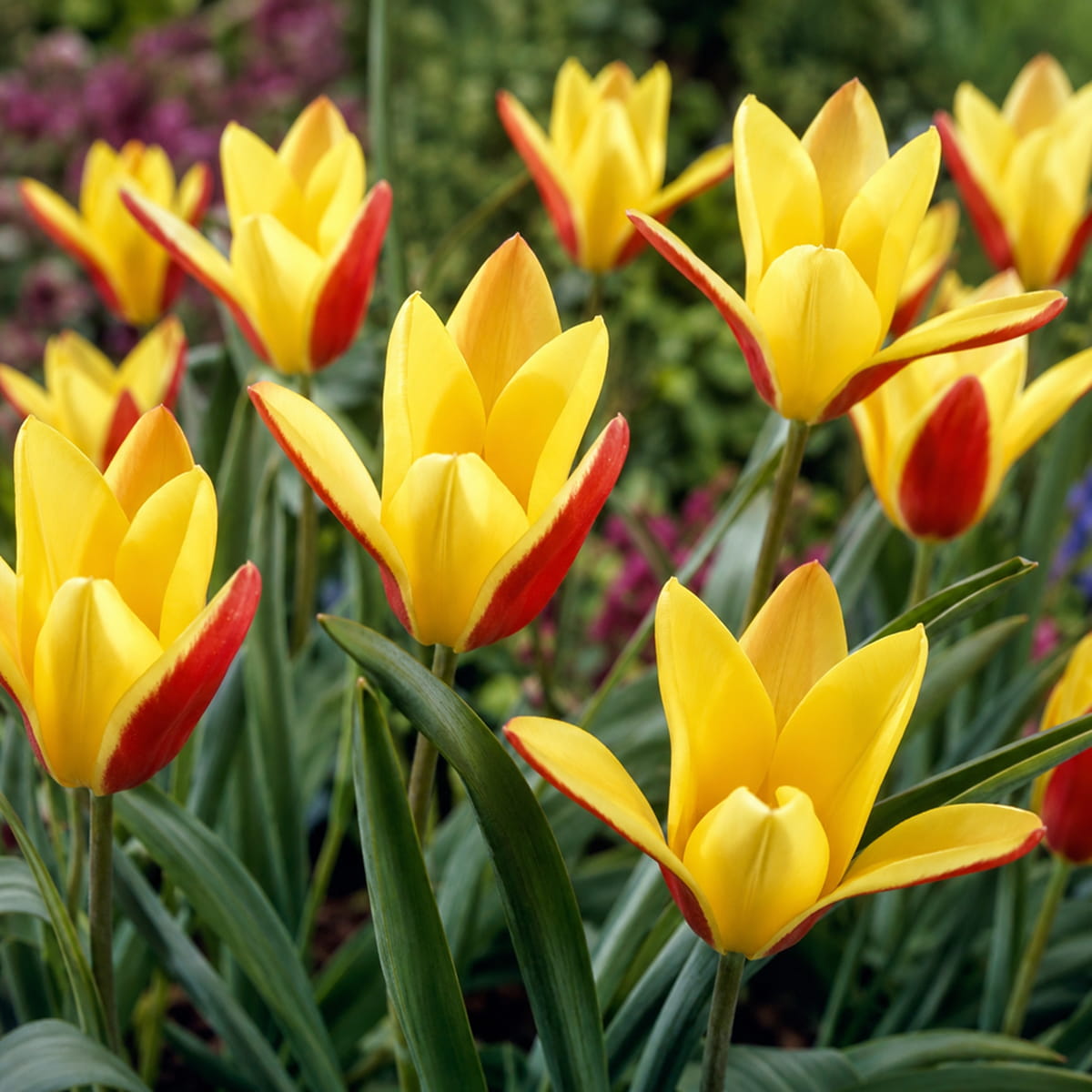 Tulip Clusiana var. Chrysantha - for Sale Tulip Clusiana var. Chrysantha