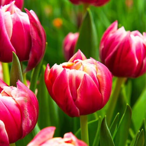 Tulipa Columbus - for Sale Tulipa Columbus
