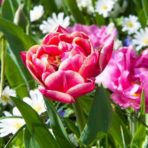 Tulipa Columbus - for Sale Tulipa Columbus