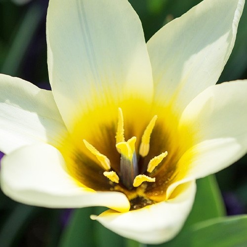 Tulip Concerto - for Sale Tulip Concerto