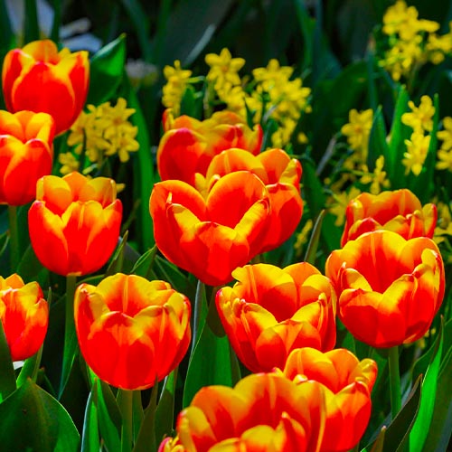 Tulip Confucius - for Sale Tulip Confucius