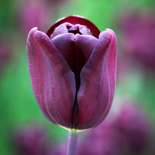 Tulip Continental - for Sale Tulip Continental
