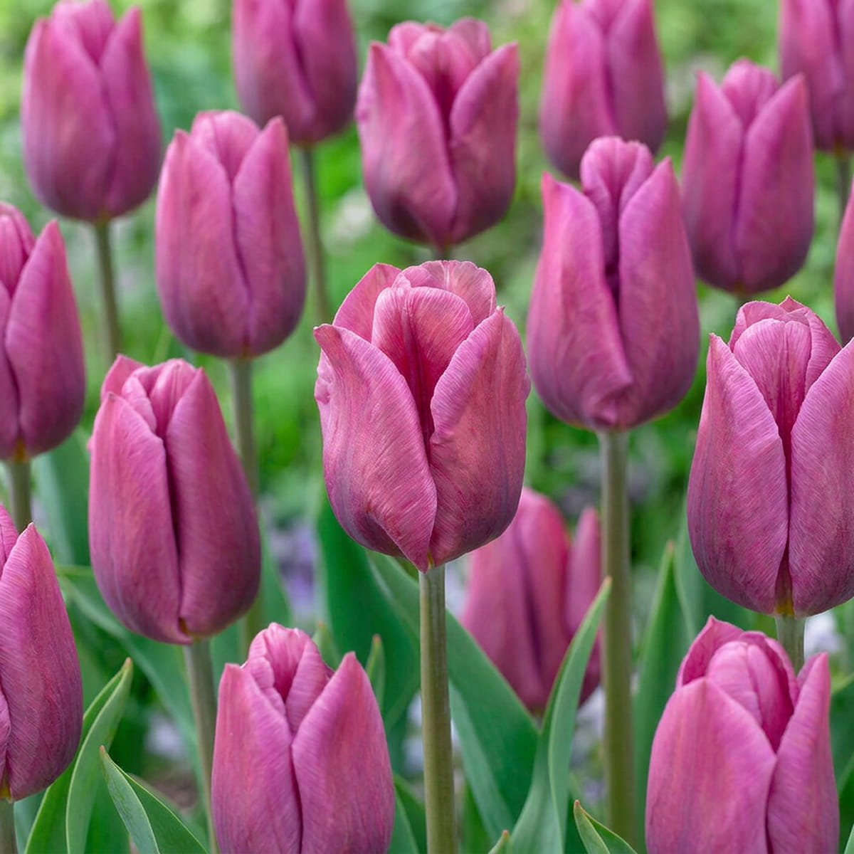 Tulipan Copex - for Sale Tulipan Copex