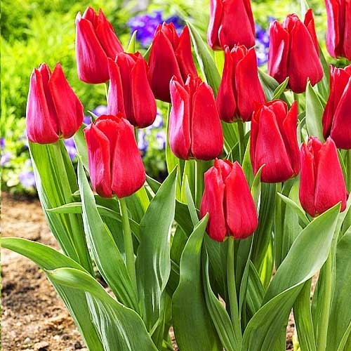 Tulip Сorvette - for Sale Tulip Сorvette