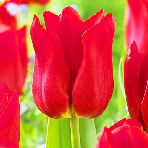 Tulip Сorvette - for Sale Tulip Сorvette