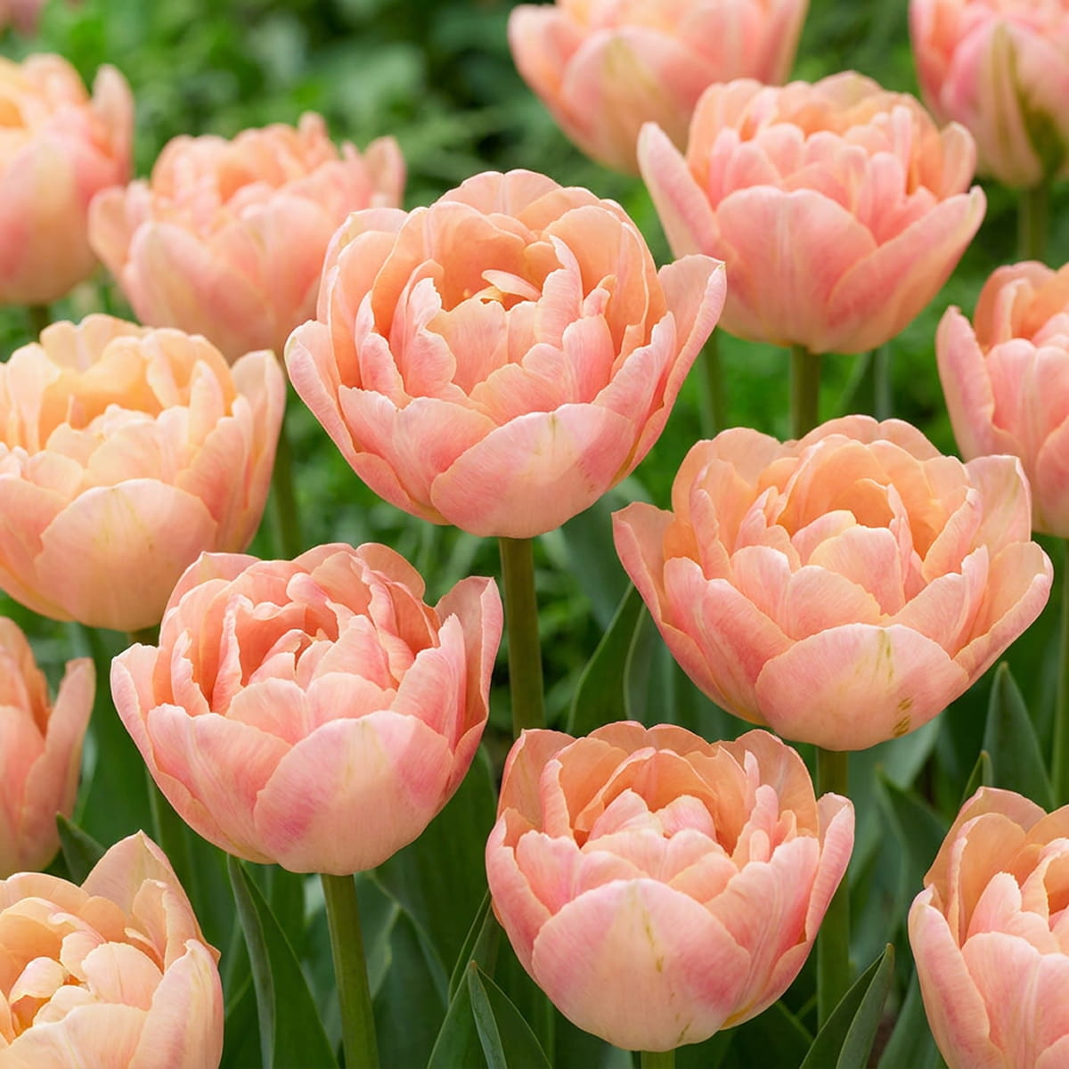 Tulppaani Creme Upstar - for Sale Tulppaani Creme Upstar