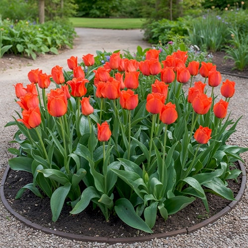 Tulipán Crispa Roodkapje - for Sale Tulipán Crispa Roodkapje