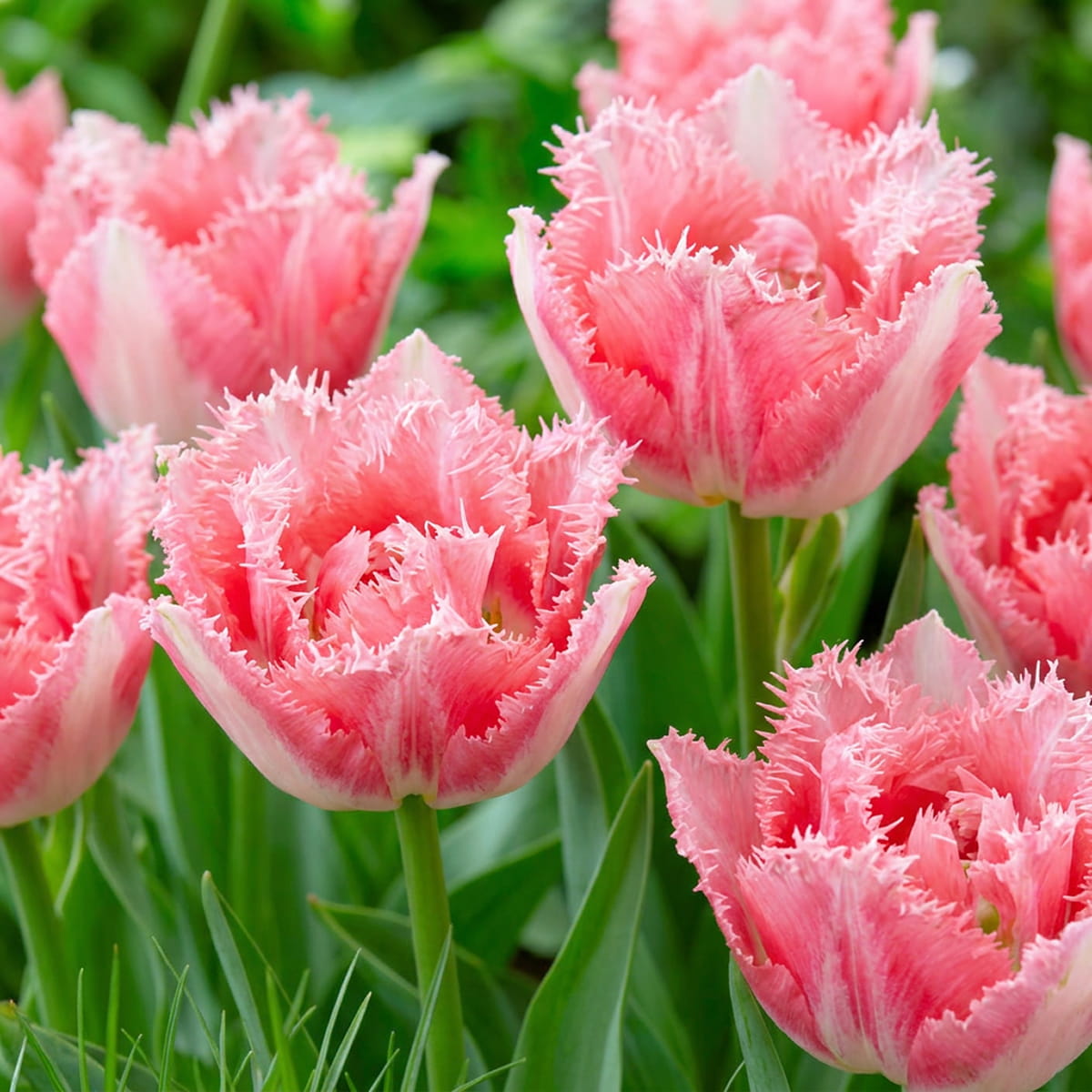 Tulipe Crispion Sweet - for Sale Tulipe Crispion Sweet