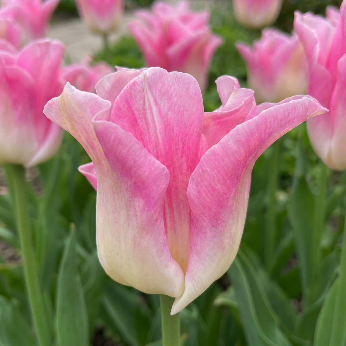 Tulip Сrown of Dynasty - for Sale Tulip Сrown of Dynasty
