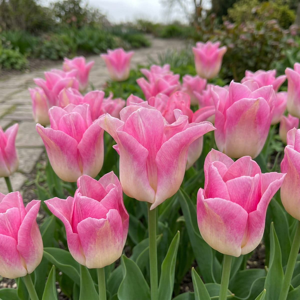 Tulip Сrown of Dynasty - for Sale Tulip Сrown of Dynasty