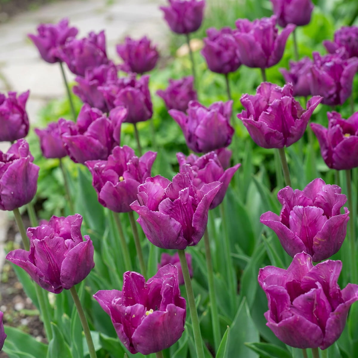 Tulip Crown of Negrita - for Sale Tulip Crown of Negrita