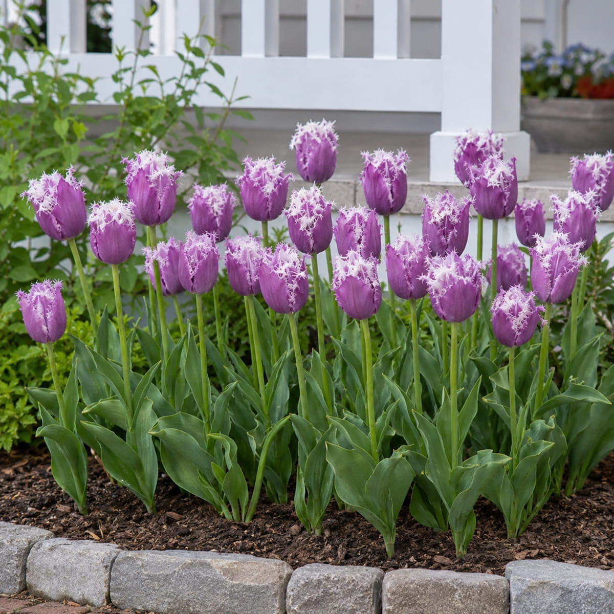 Tulip Crunchy Cummins - for Sale Tulip Crunchy Cummins