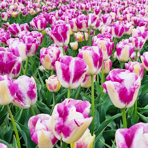 Tulip Curiosity - for Sale Tulip Curiosity