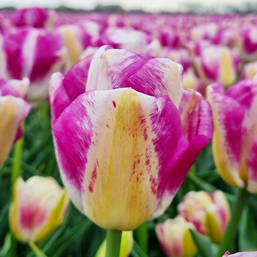 Tulip Curiosity - for Sale Tulip Curiosity