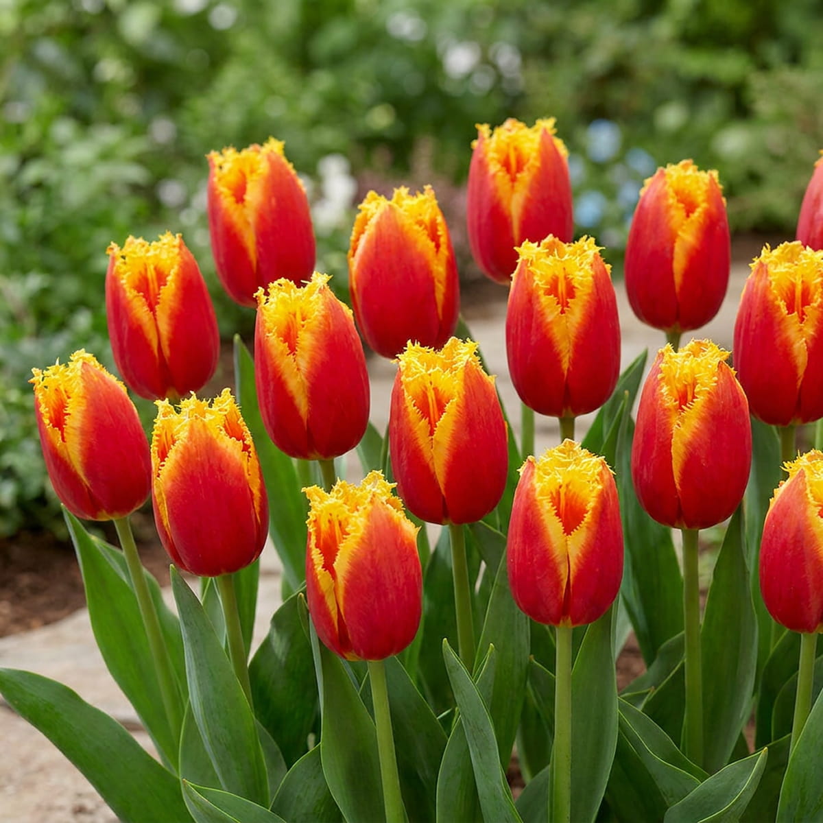 Tulip Davenport - for Sale Tulip Davenport
